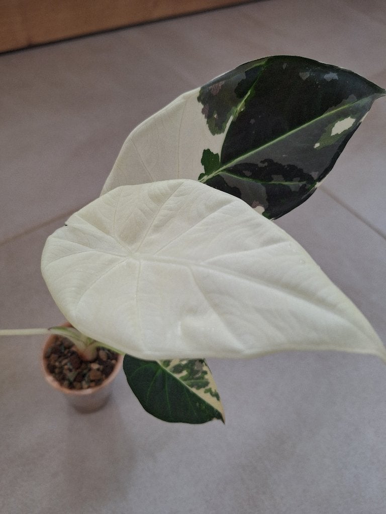 Alocasia Regal Shields variegata ( Moederplant met Pink), Huis en Inrichting, Overige soorten, Minder dan 100 cm, Groene kamerplant