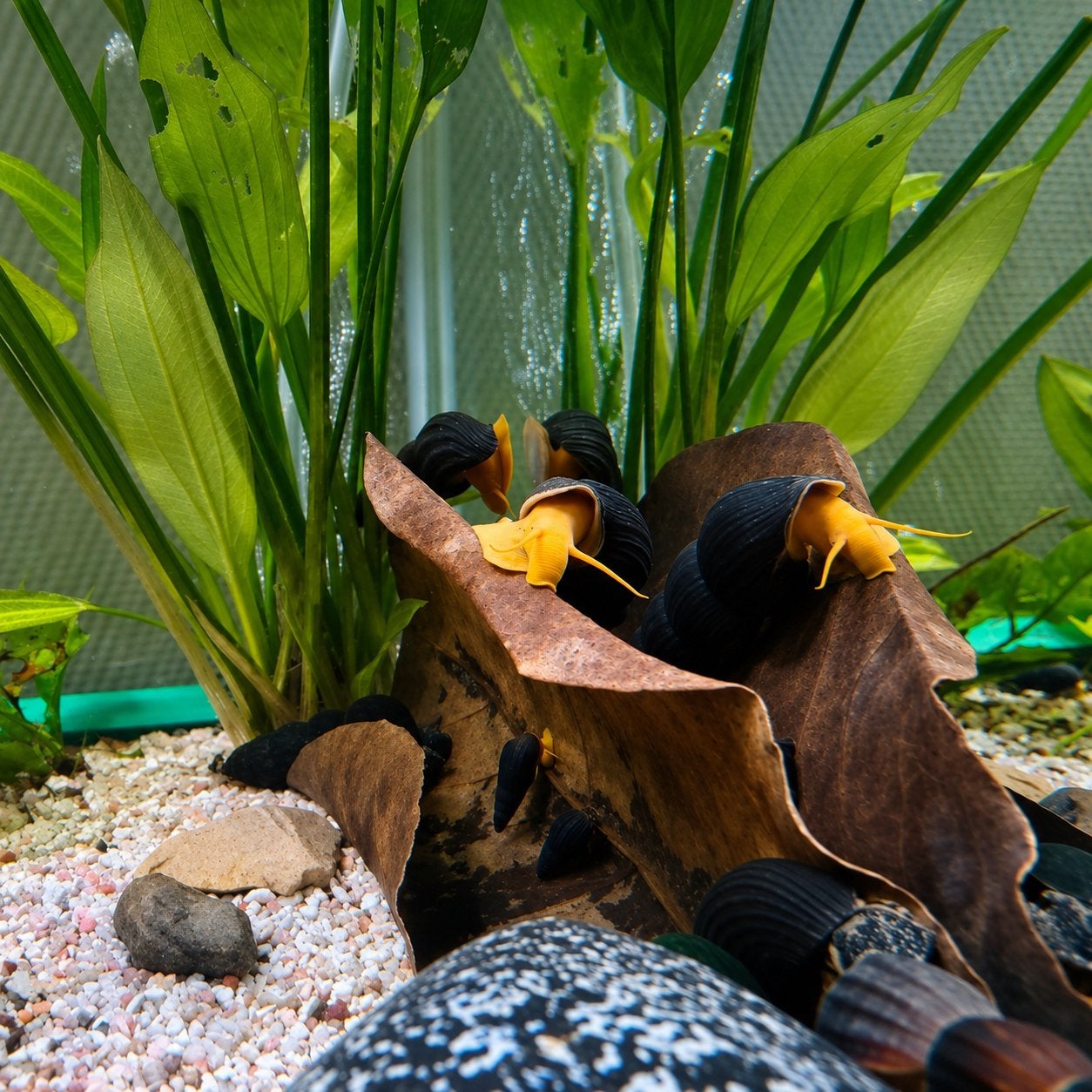 Jonge sulawesi slakken in de kleuren golden + yellow spotted, Slak of Weekdier