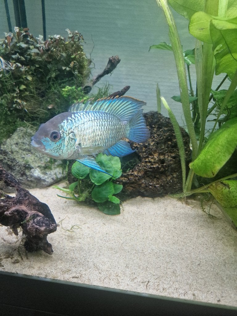 Blue Acara bewezen koppel, Dieren en Toebehoren, Vissen | Aquariumvissen, Vis, Zoetwatervis