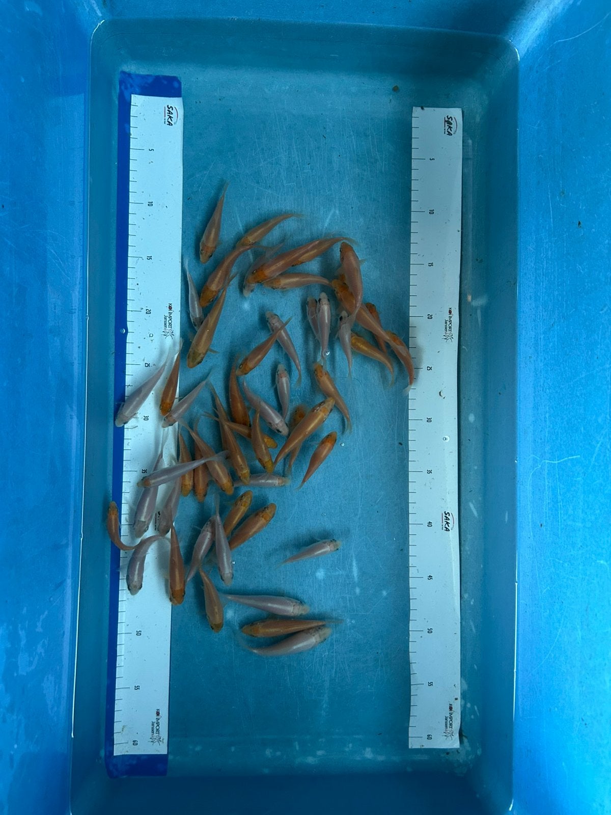 Actie 50 enkel kleurige koi 5-10 cm, Dieren en Toebehoren, Karper of Koi
