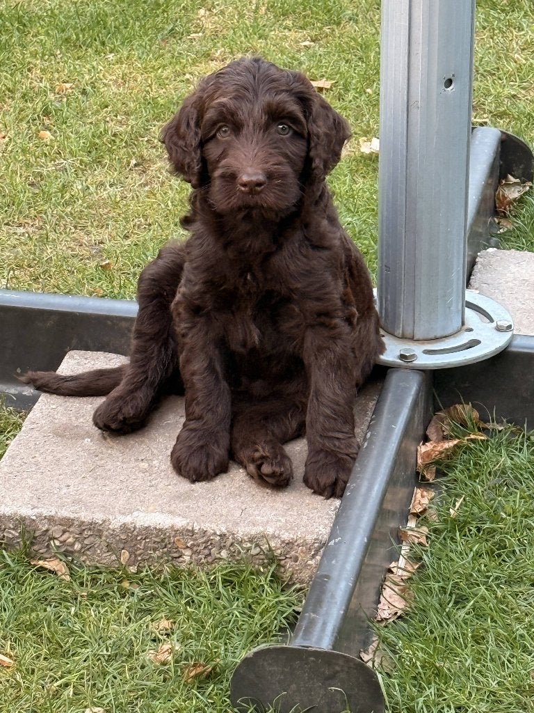 Labradoodle F4 chocobruin, Dieren en Toebehoren, Honden | Retrievers, Spaniëls en Waterhonden, Overige rassen, 8 tot 15 weken