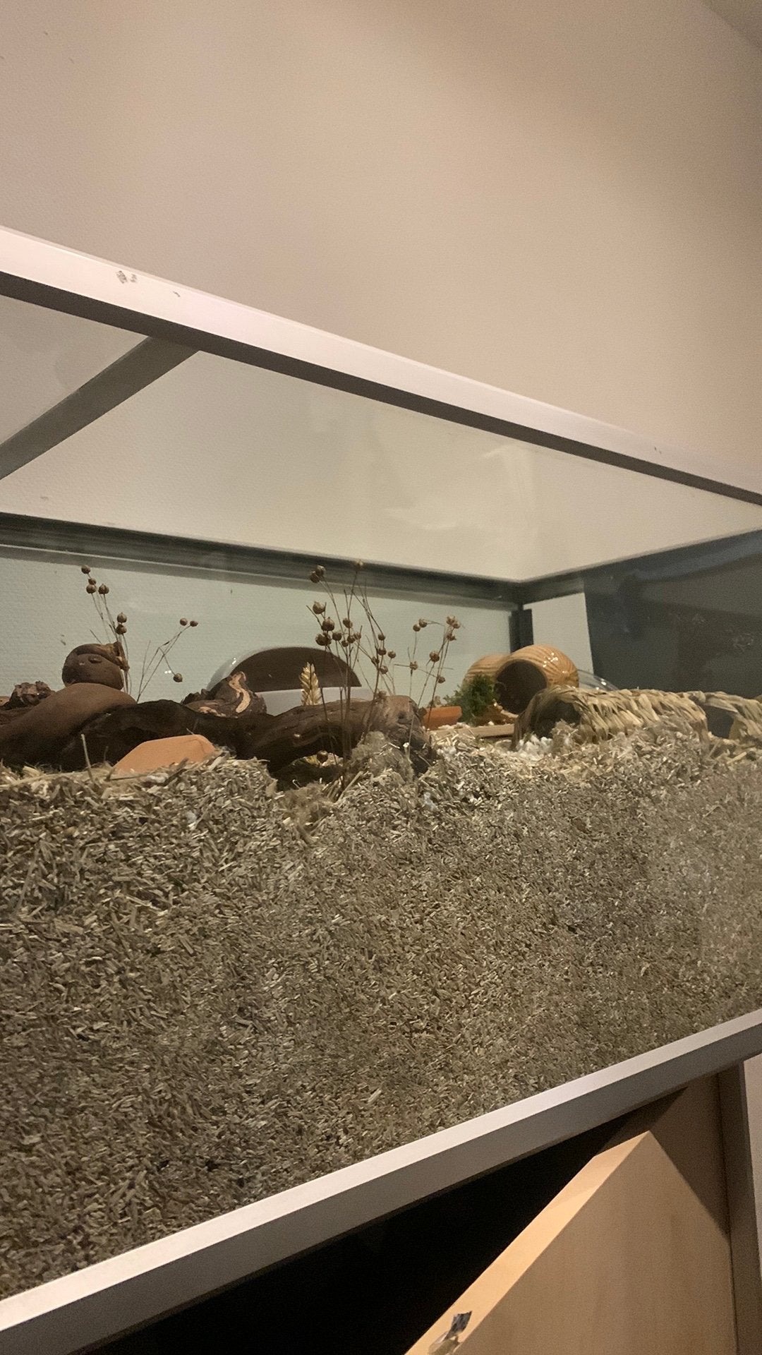 *Opzoek* Hamster Adopteren, Hamster, Mannelijk, Januari, Tam