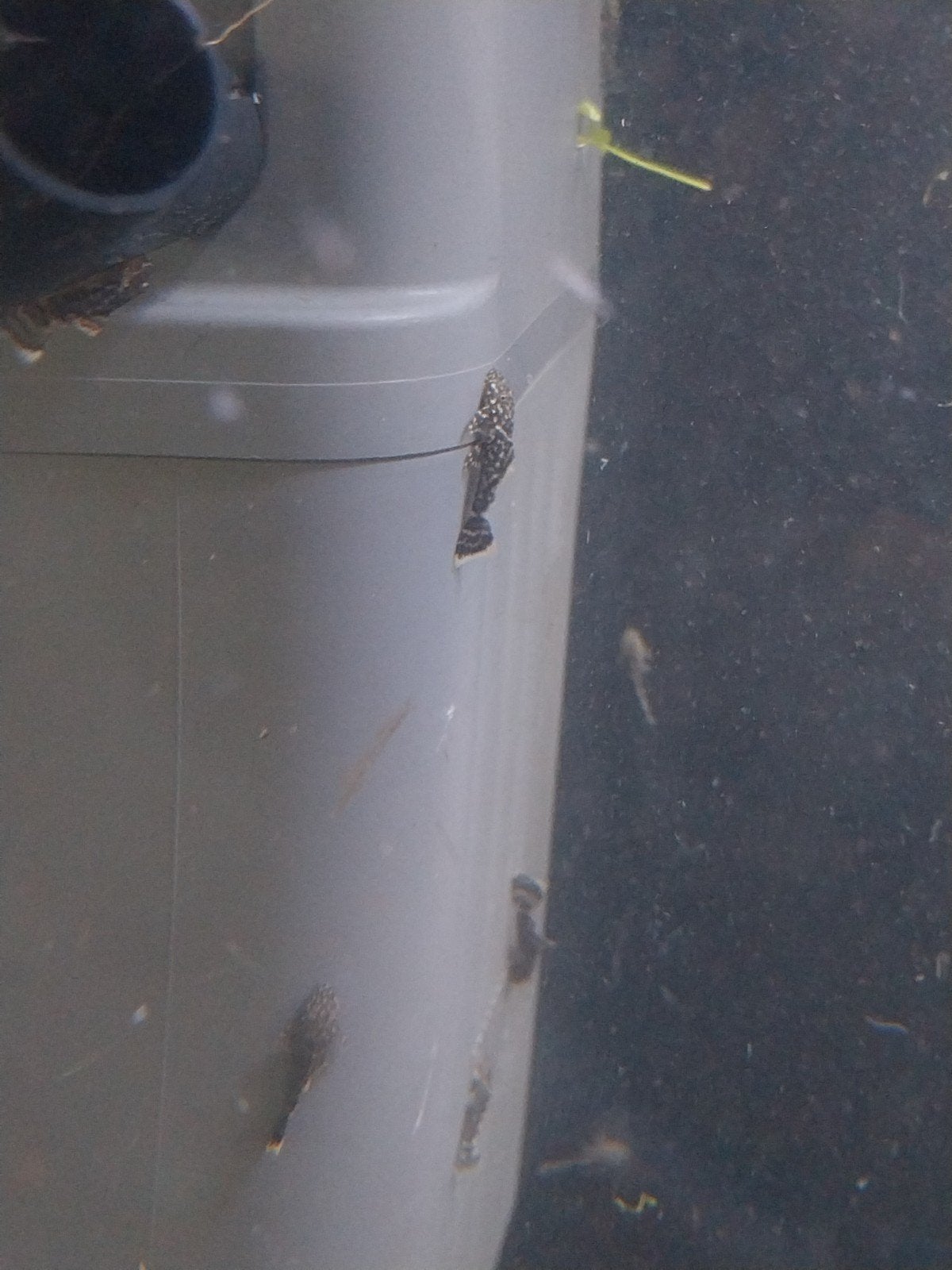 Baby ancistrus, Ophalen of Verzenden