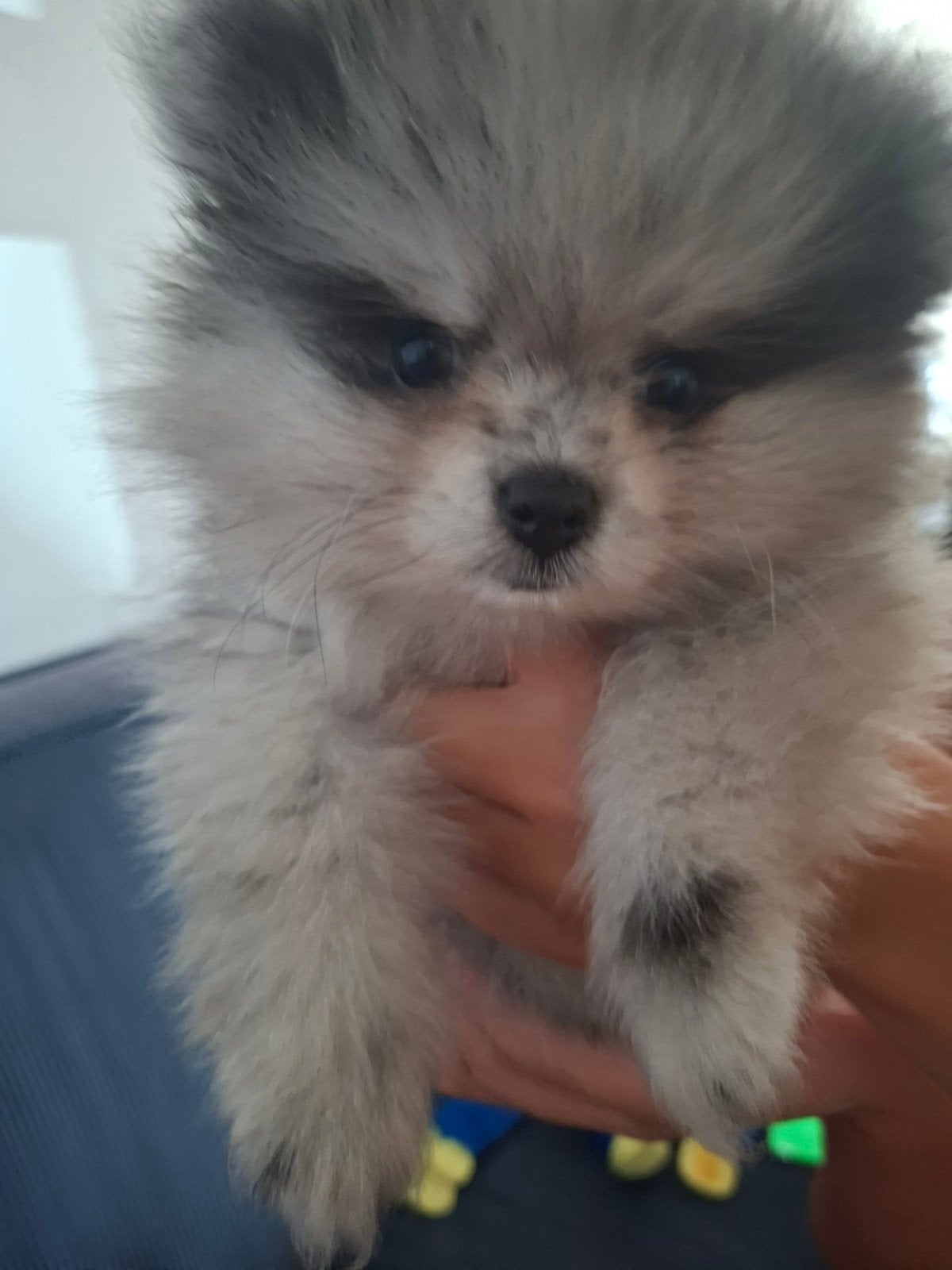 pomeriaan reu, Keeshond, Reu, 8 tot 15 weken, Eén hond