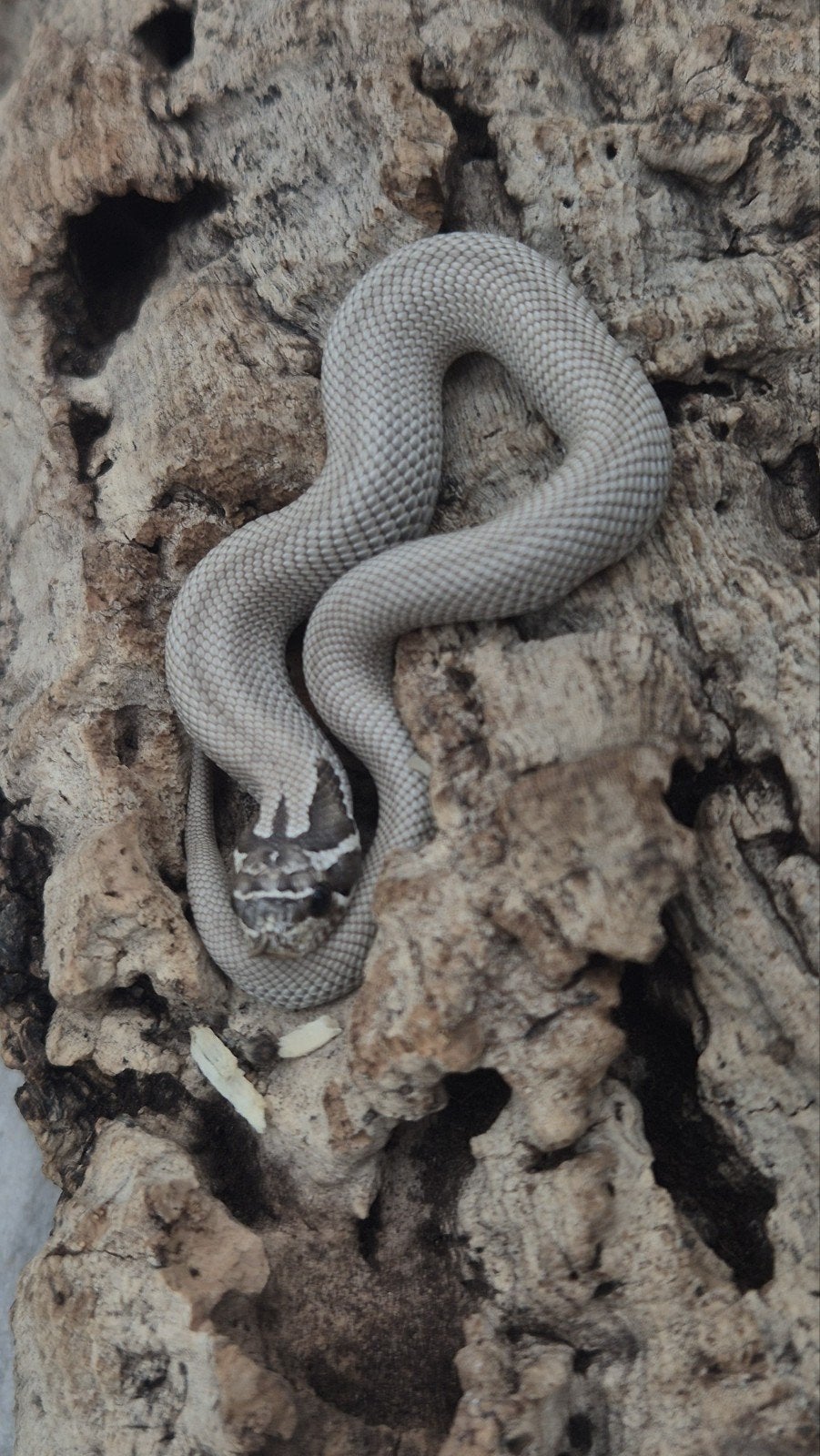Haakneus slang het snow Hognose Snake photo 5
