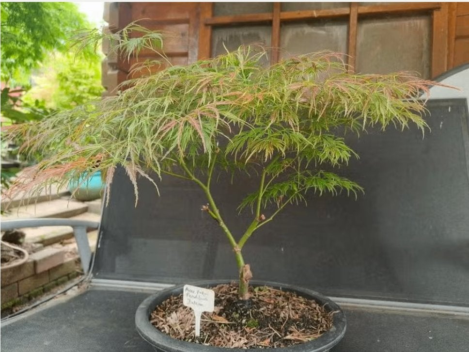 Bonsai Acer Palmatum Pendulum Julian, Tuin en Terras, Planten | Bomen, Bloeit niet, Halfschaduw, Overige soorten, Minder dan 100 cm