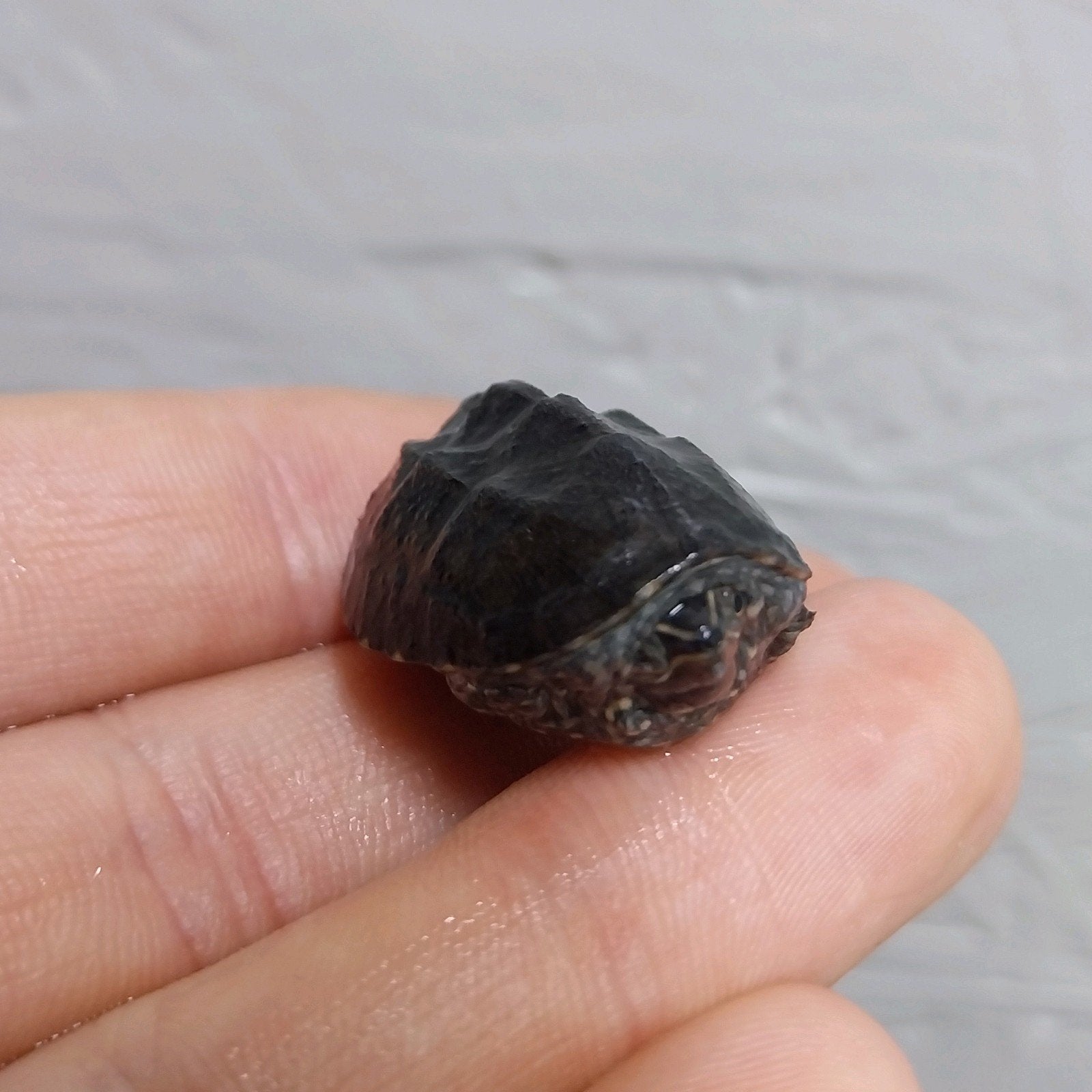 Kleinblijvende waterschildpadden – Baby muskusschildpadden, Dieren en Toebehoren, Schildpad, 0 tot 2 jaar