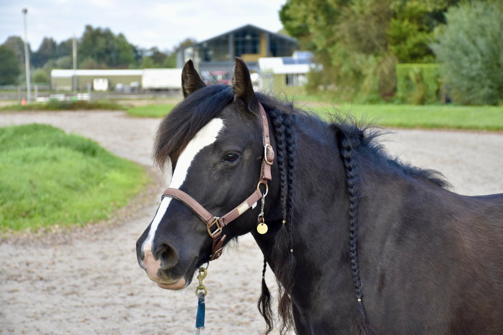 D pony kruising ardenner x welsh cob, Merrie, Minder dan 160 cm, B, 7 tot 10 jaar