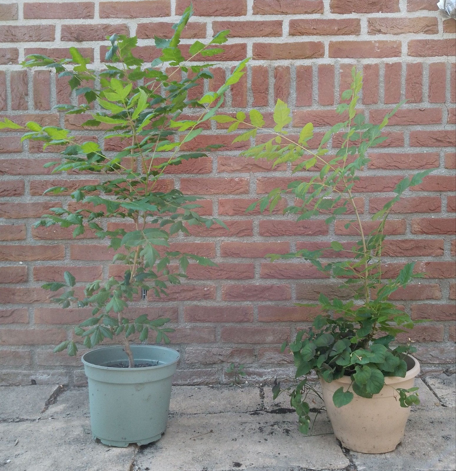 Koelreuteria paniculata, Chinese vernisboom, bio, Tuin en Terras, Overige soorten, 250 tot 400 cm, Zomer, Ophalen