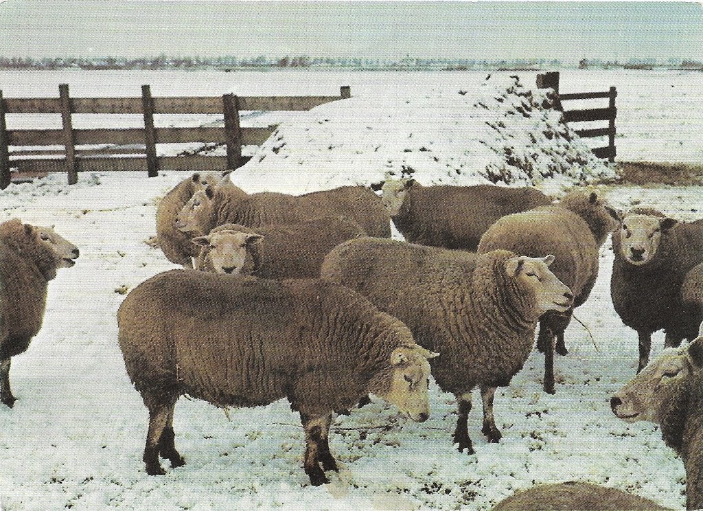 Ansichtkaart  	Schapen	in de sneeuw, Verzenden, 1980 tot heden, Ongelopen, Overige soorten