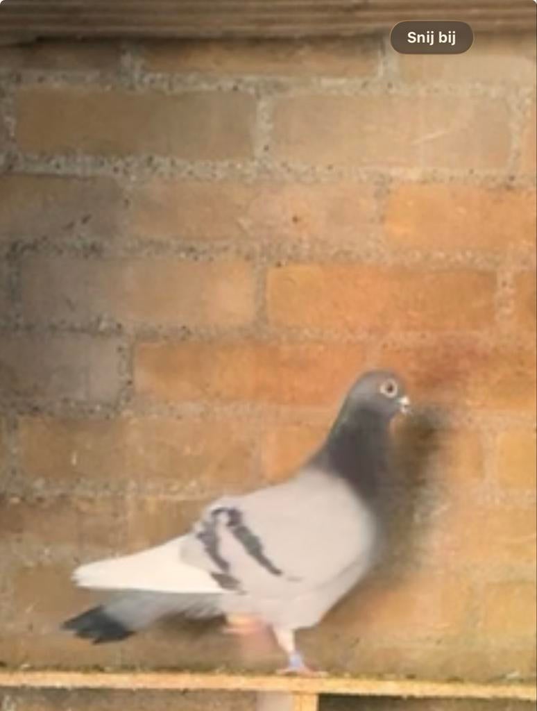 Vermist duif, Mannelijk, Tuimelaar of Roller
