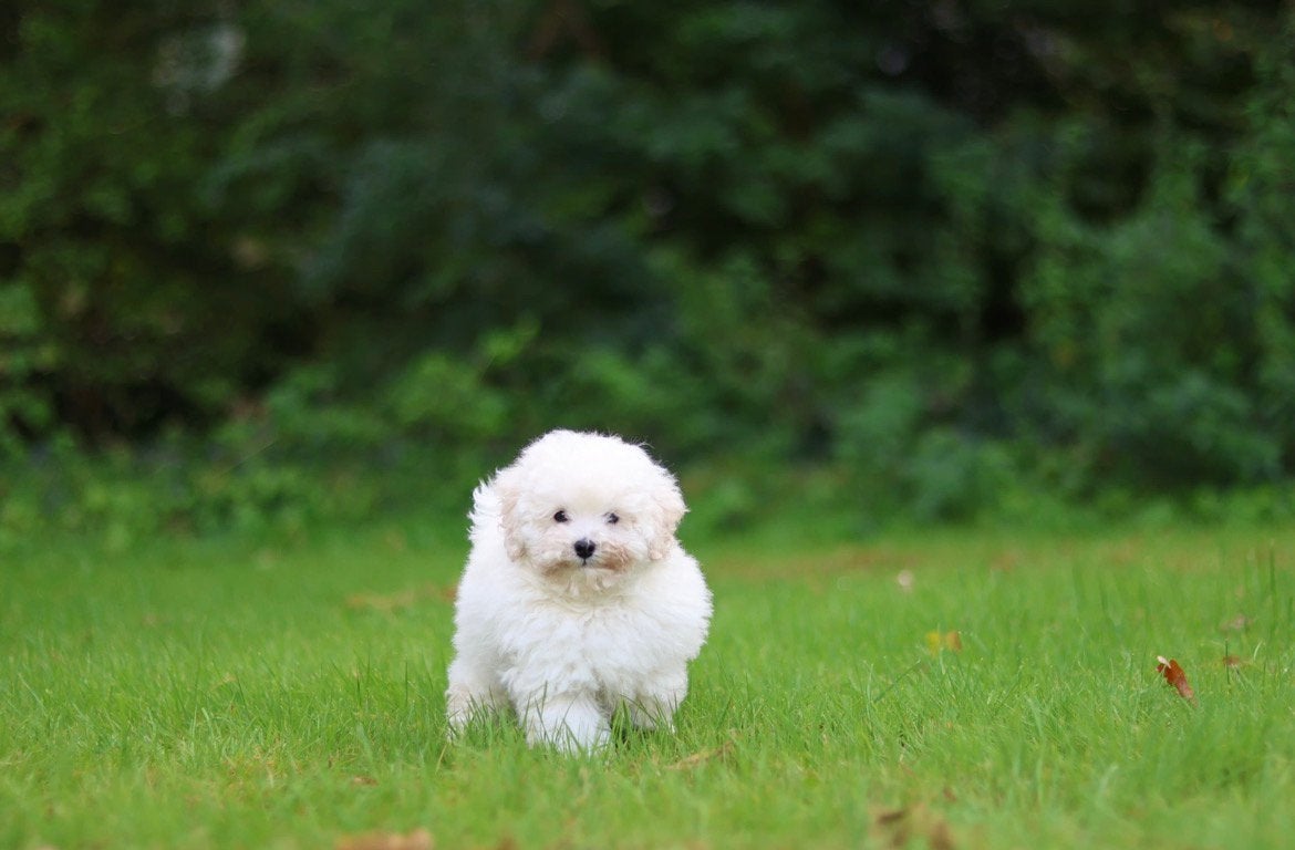 Prachtige jonge Toy poedel meisje zoekt haar forever home, Dieren en Toebehoren, Poedel, CDV (hondenziekte), 8 tot 15 weken, Teef