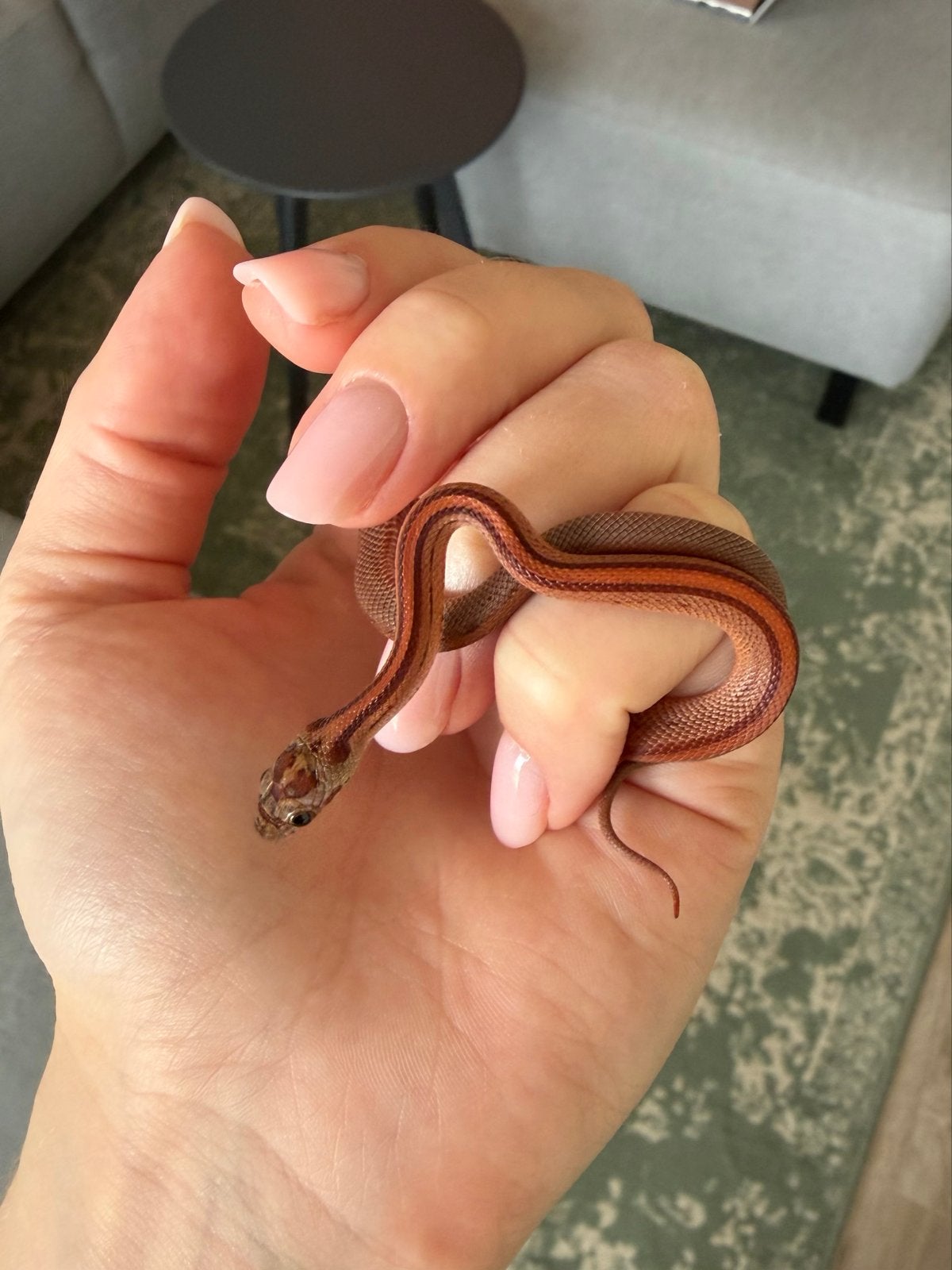 Rattenslang (jong) Rat Snake - unknown for sale from Lisanne van Oeveren