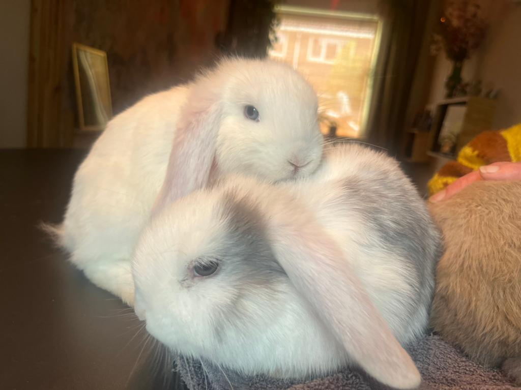 Hangoor konijnen te koop, Meerdere dieren, Dwerg, Hangoor, 0 tot 2 jaar