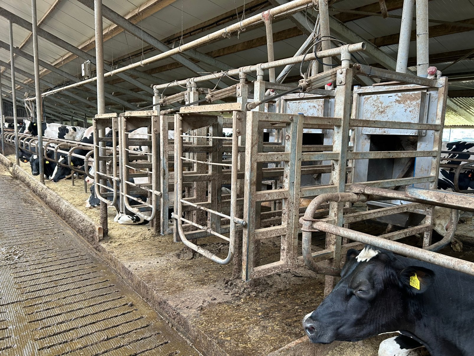 6x dairymaster krachtvoer box, Dieren en Toebehoren, Toebehoren