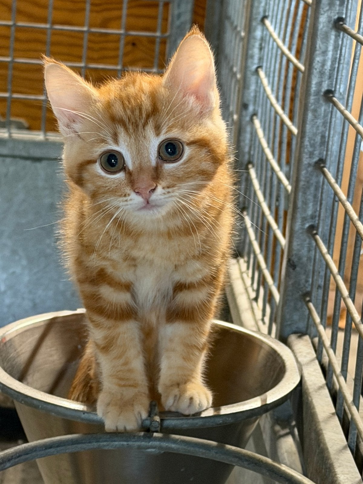 Te koop rode poes en grijs - zwart tijger katertje kitten, Dieren en Toebehoren, Katten en Kittens | Overige Katten, Meerdere dieren