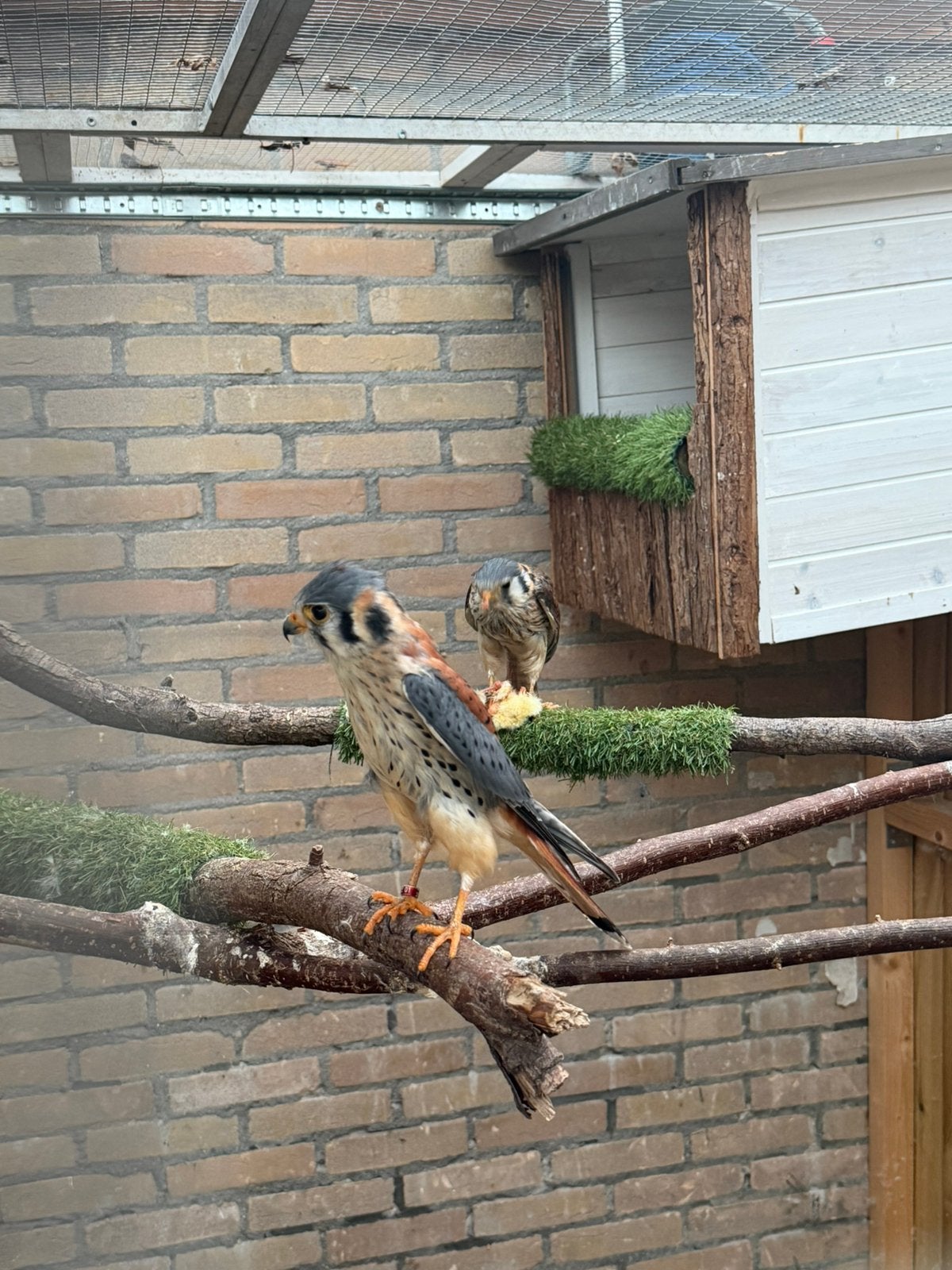 Koppel Amerikaanse torenvalken, Dieren en Toebehoren, Vogels | Overige Vogels, Meerdere dieren, Roofvogel, Geringd