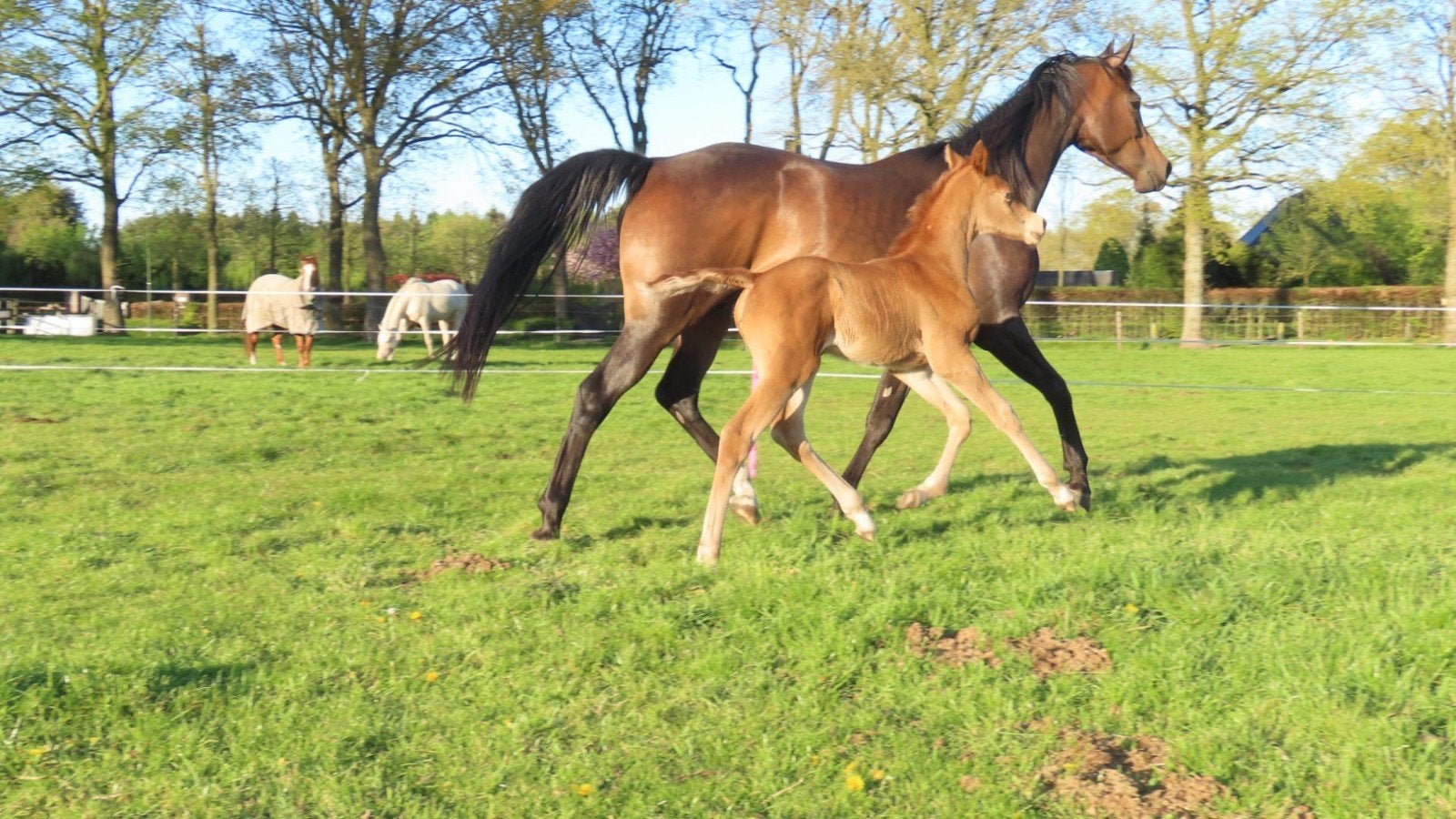 Foto 4 van NRPS Stermerrie cremello en Pools volbloed arabier merrie