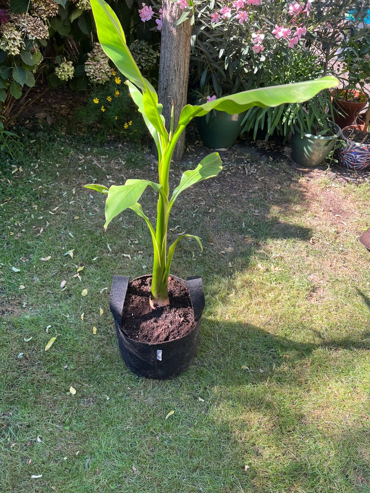 Musa Basjoo bananenplant, Tuin en Terras, Planten | Bomen, Ophalen, Volle zon, Overige soorten, Minder dan 100 cm