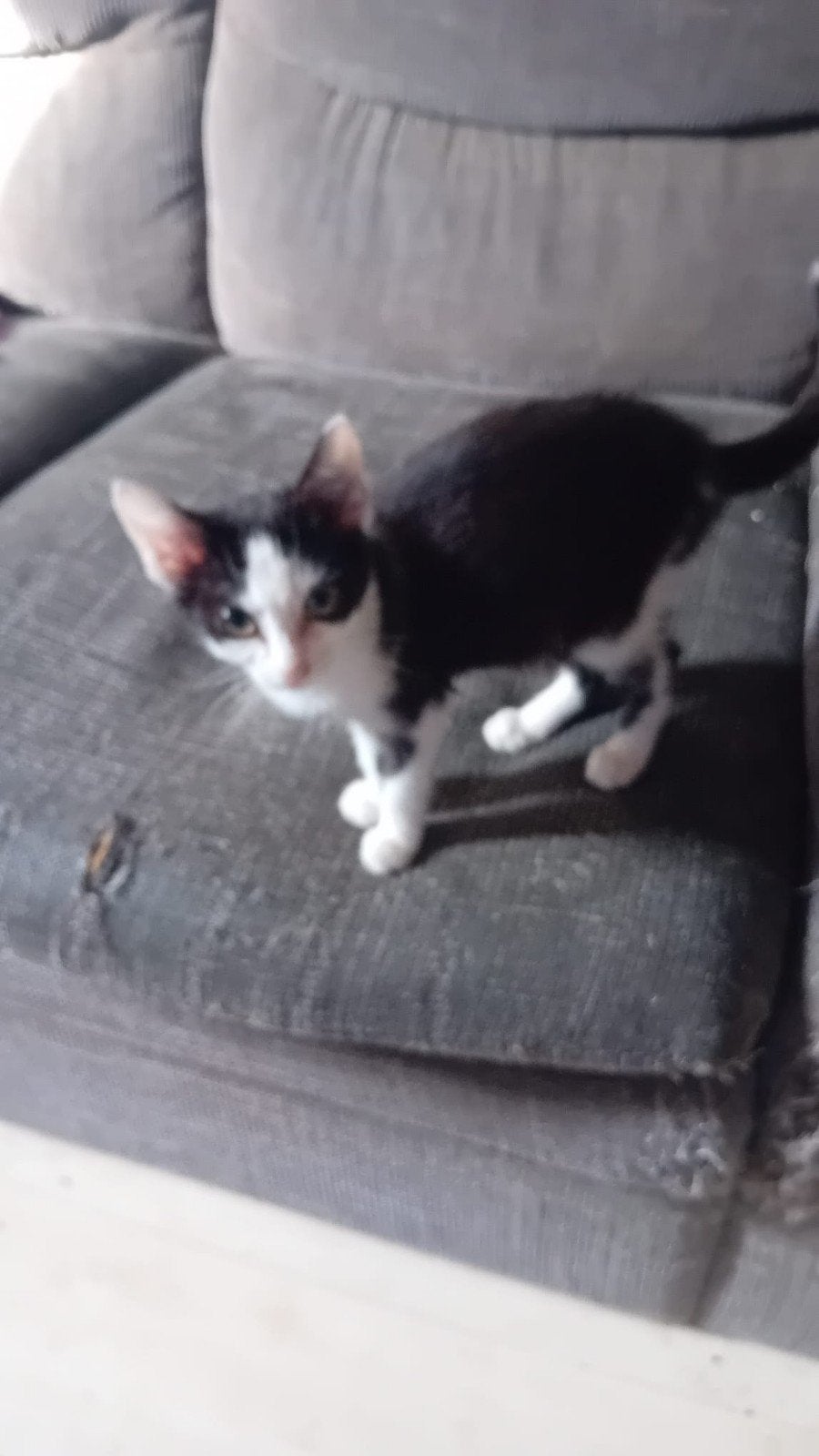 Lieve baasjes gezocht voor kittens, Poes