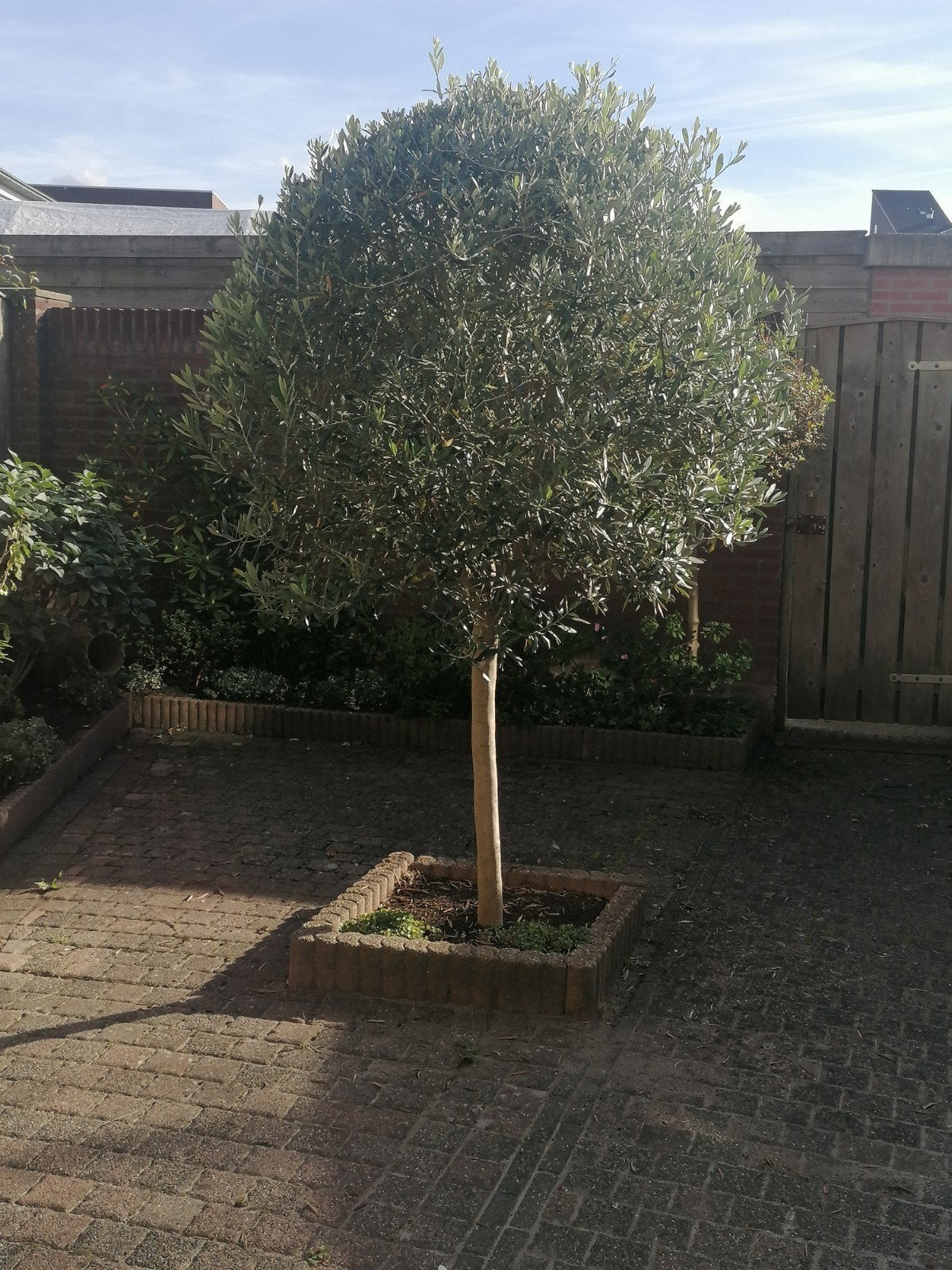 Prachtige Olijfboom - Mediterrane sfeer in uw tuin, Lente, 100 tot 250 cm, Olijfboom, Ophalen