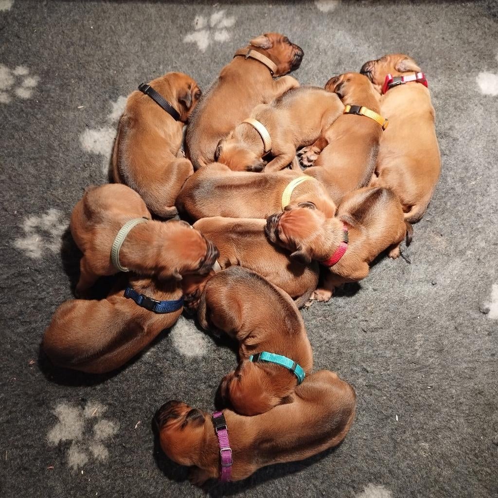 Rhodesian Ridgeback pups met FCI stamboom, Parvo, Overige rassen, 8 tot 15 weken, Meerdere