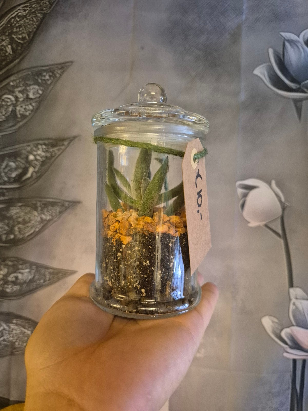 Decoratieve Succulent in Glazen Pot, Ophalen, Overige soorten, Volle zon