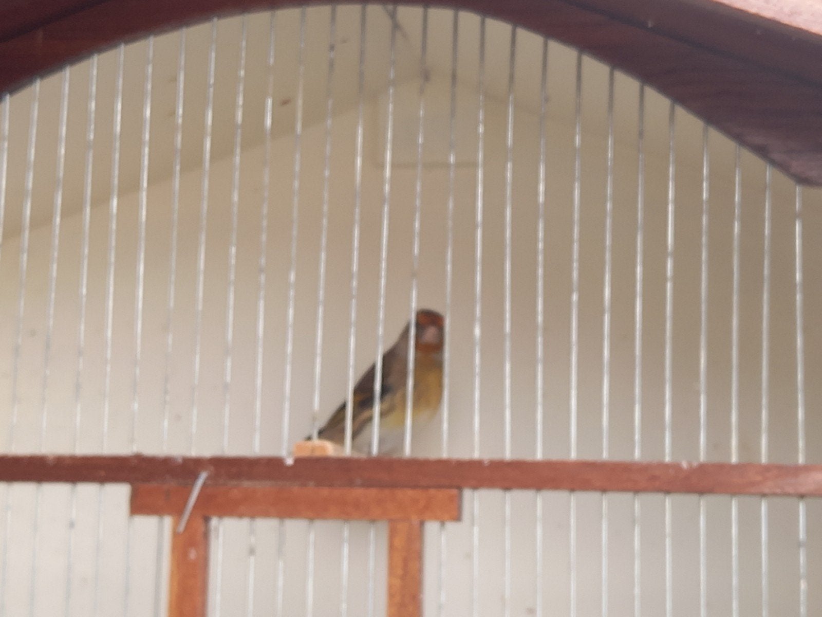 Bastaard putter, Mannelijk, Wildzangvogel