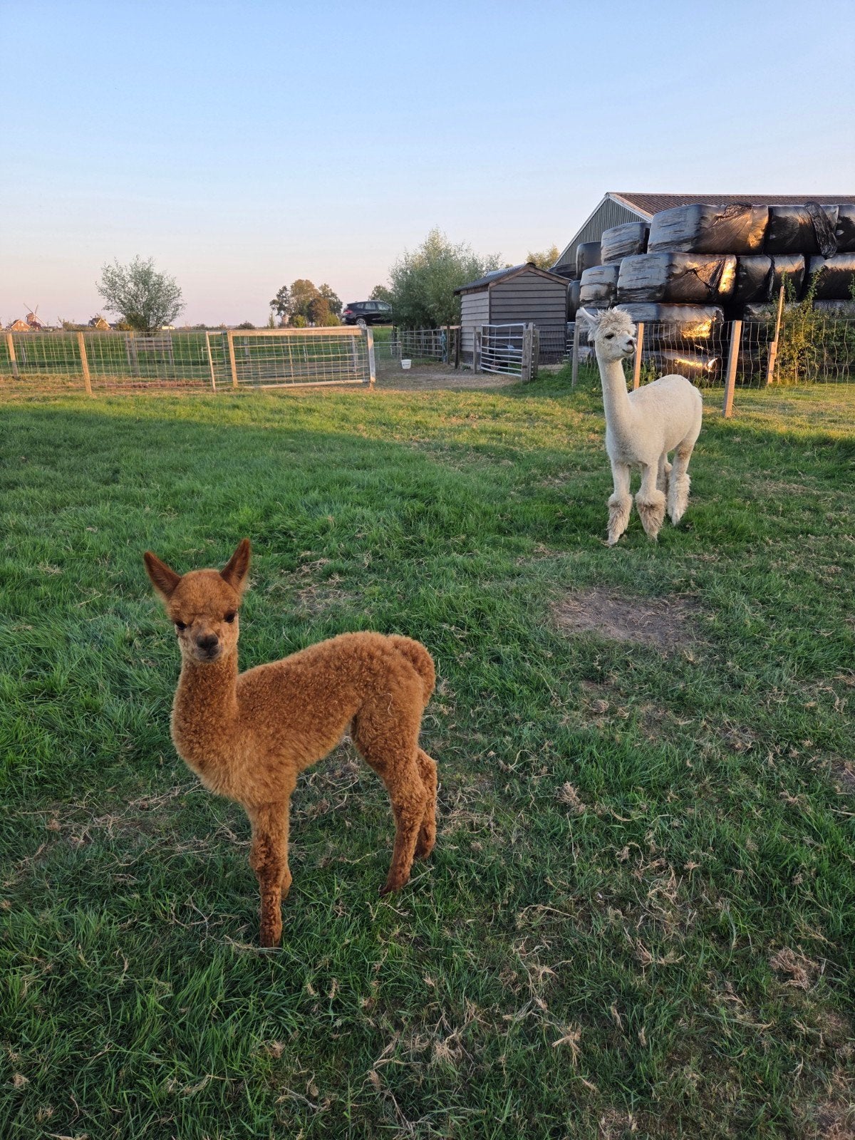 Drachtige alpaca merrie met merrie veulen, Dieren en Toebehoren, Overige Dieren, Juni, Vrouwelijk