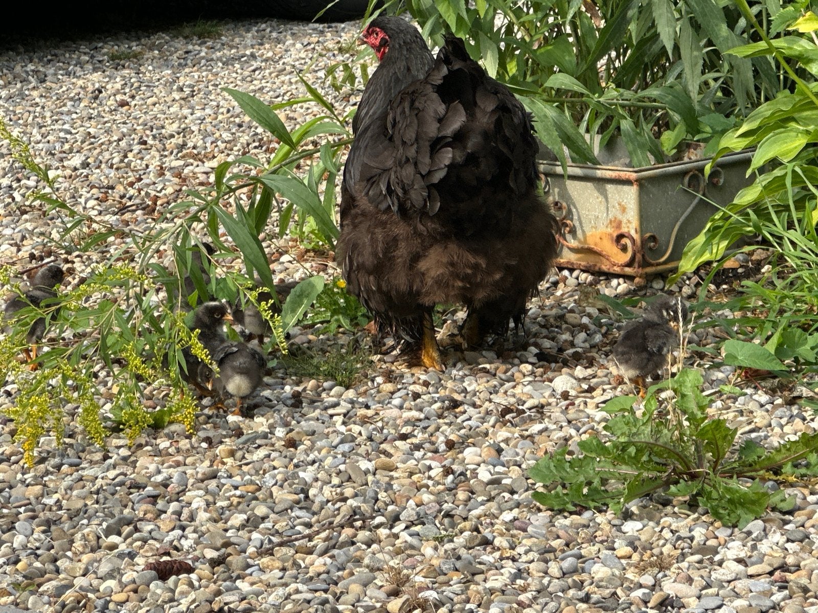 Zwarte Brahma kriel / te reserveren, Geslacht onbekend, Kip
