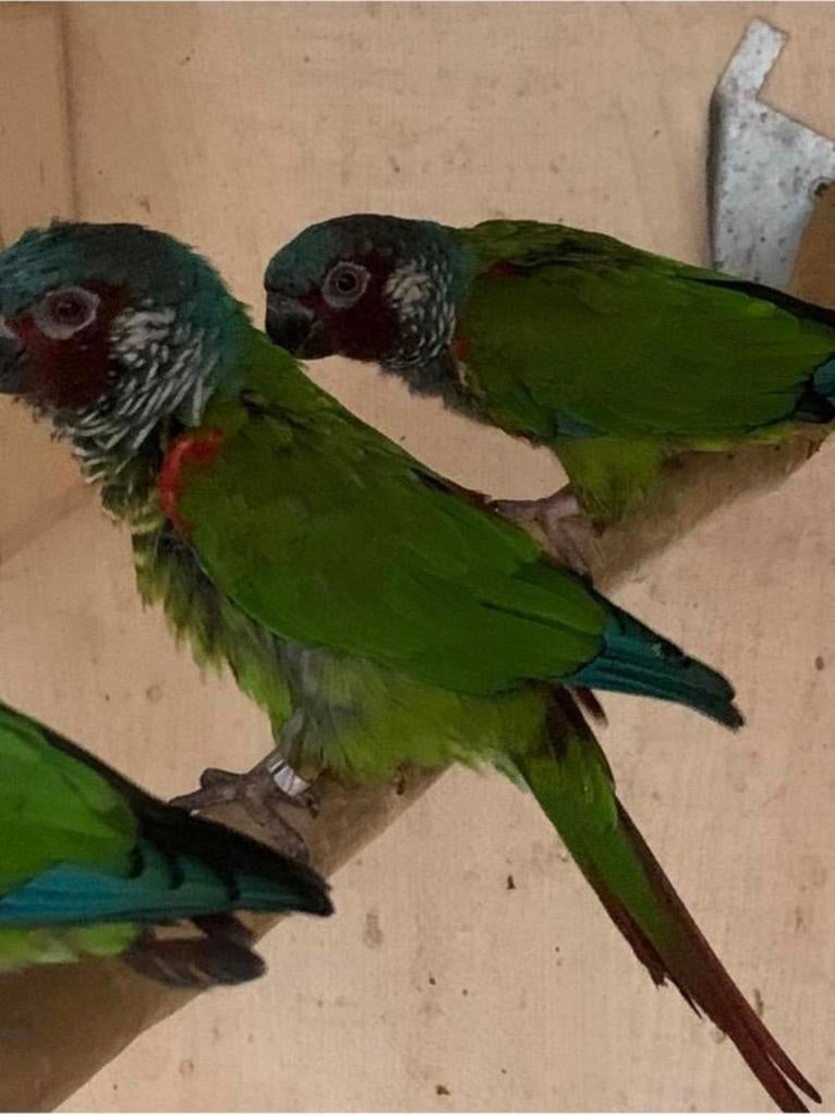 Green Cheek Conures / Pyrrhura’s, Dieren en Toebehoren, Vogels | Parkieten en Papegaaien, Meerdere dieren, Parkiet, Geringd