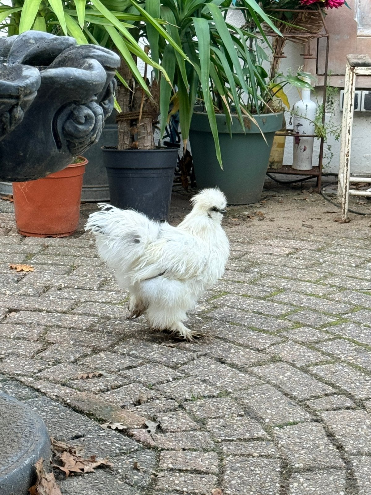 Knappe haan, Dieren en Toebehoren, Mannelijk, Kip