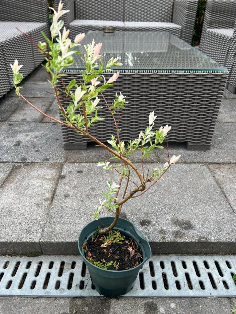 Salix integra, Ophalen of Verzenden, Lente, Volle zon, Overige soorten