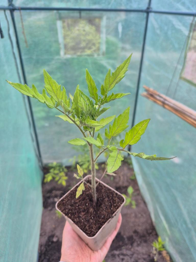 Trostomaat 'Vitador', Ophalen, Eenjarig, Groenteplanten, Volle zon