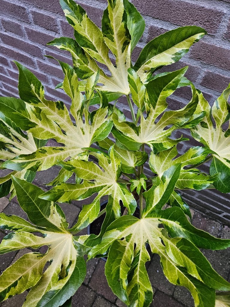 Fatsia japonica ‘Murakumo Nishiki’ - Bontbladige Vingerplant, Ophalen, Overige soorten, Halfschaduw