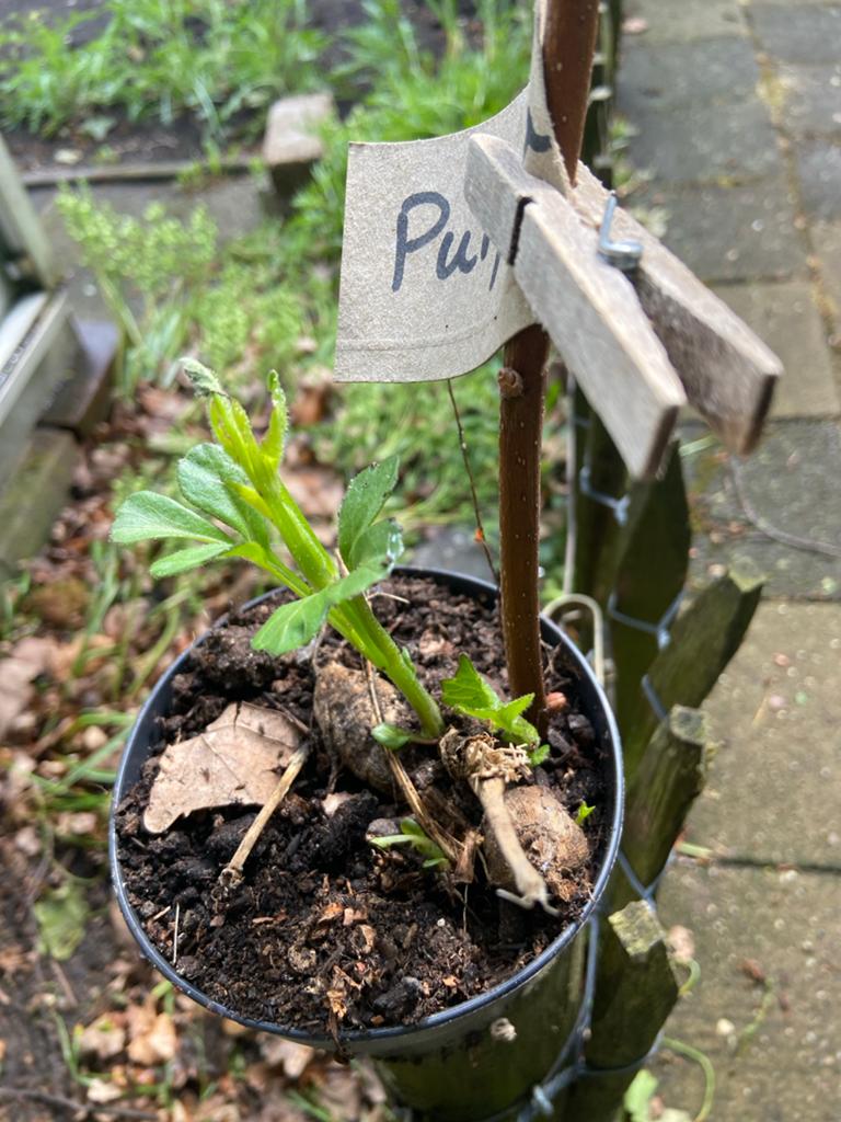 Dahlia Purpinca - Jonge plant in pot, Tuin en Terras, Planten | Tuinplanten, Volle zon, Vaste plant, Zomer, Ophalen