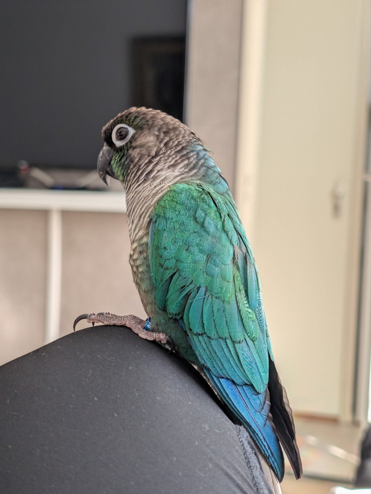 Pyrrhura molinae torque, Dieren en Toebehoren, Vogels | Parkieten en Papegaaien, Mannelijk, Parkiet