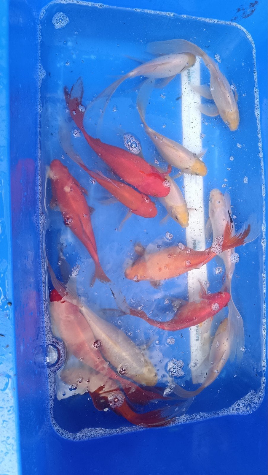 goudvissen sluierstaart te koop, Dieren en Toebehoren, Goudvis(sen)
