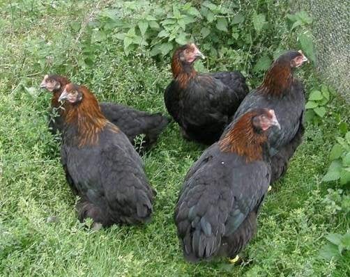 Marans kippen., Dieren en Toebehoren, Pluimvee, Vrouwelijk, Kip
