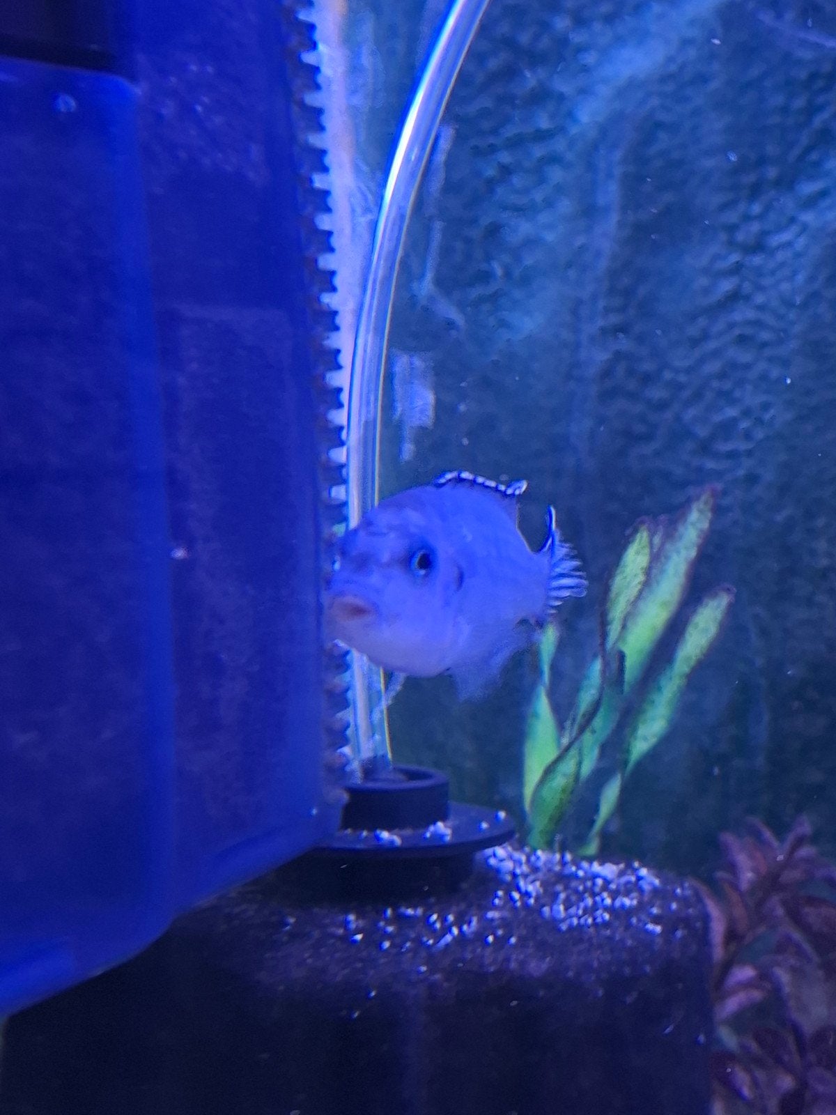 Pseudotropheus socolofi  Malawi cichlide, Vis