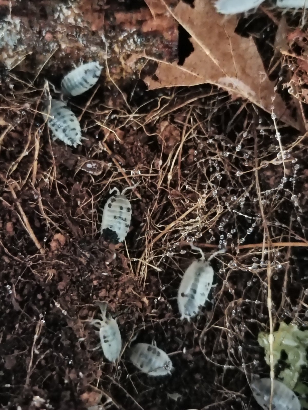 Isopod Dairy Cow (Pissebedden), Overige soorten