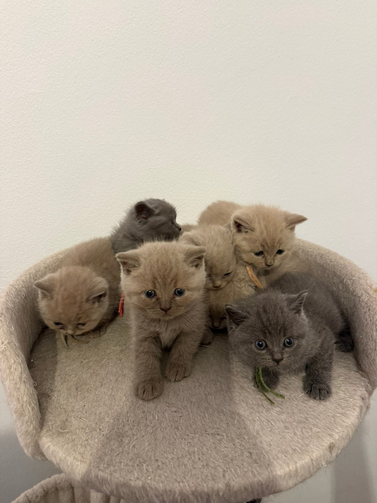 Britse korthaar kittens, Dieren en Toebehoren, Meerdere dieren, Kortharig, 0 tot 2 jaar