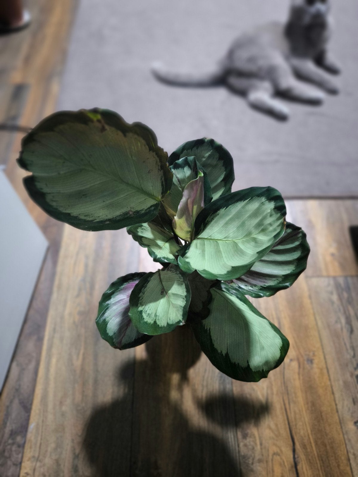 Prachtige Calathea kamerplant in pot, Ophalen, In pot, Halfschaduw, Minder dan 100 cm