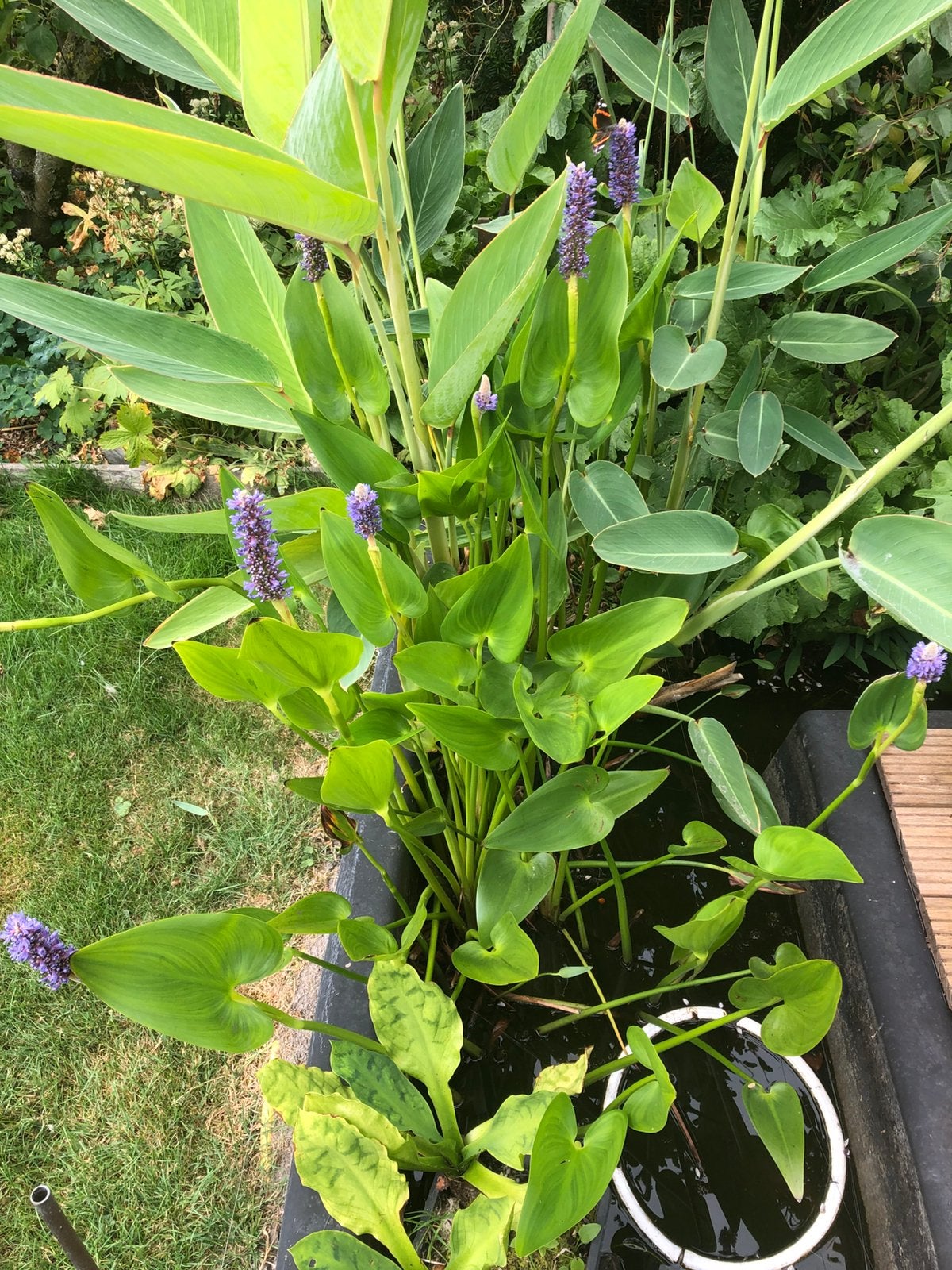 Pontederia (snoekkruid), Ophalen