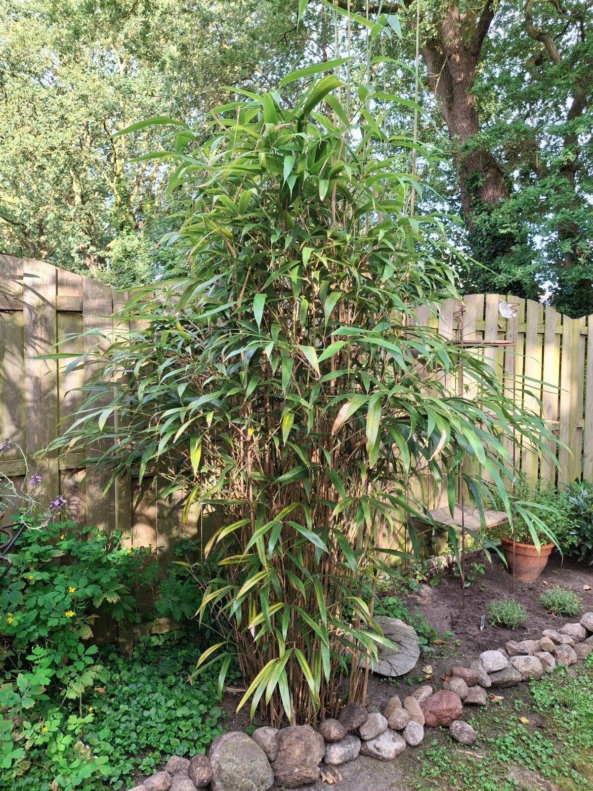 Bamboeplant, Ophalen, Volle zon, Overige soorten