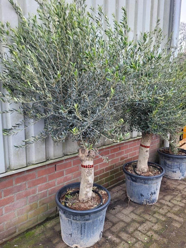 Mooie oude dikke olijfbomen !, Volle zon, Ophalen of Verzenden, 100 tot 250 cm, Olijfboom