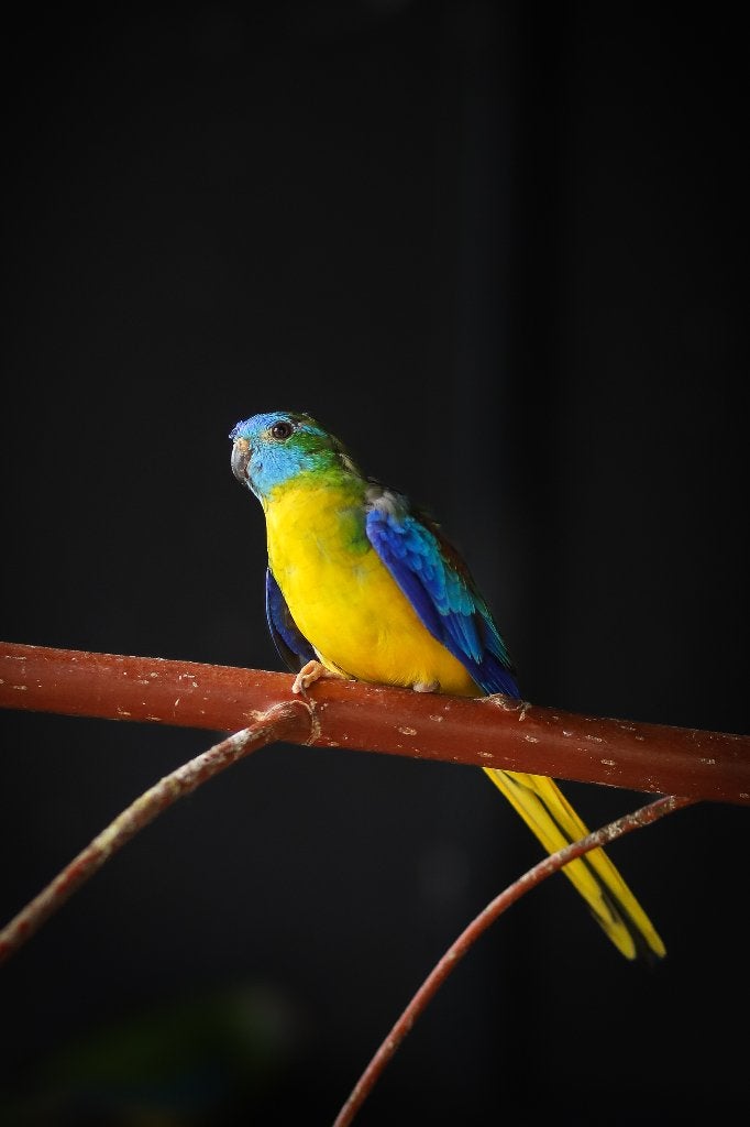 Bourke en Turquosine | Neophema's | Verschillende kleuren, Meerdere dieren, Parkiet