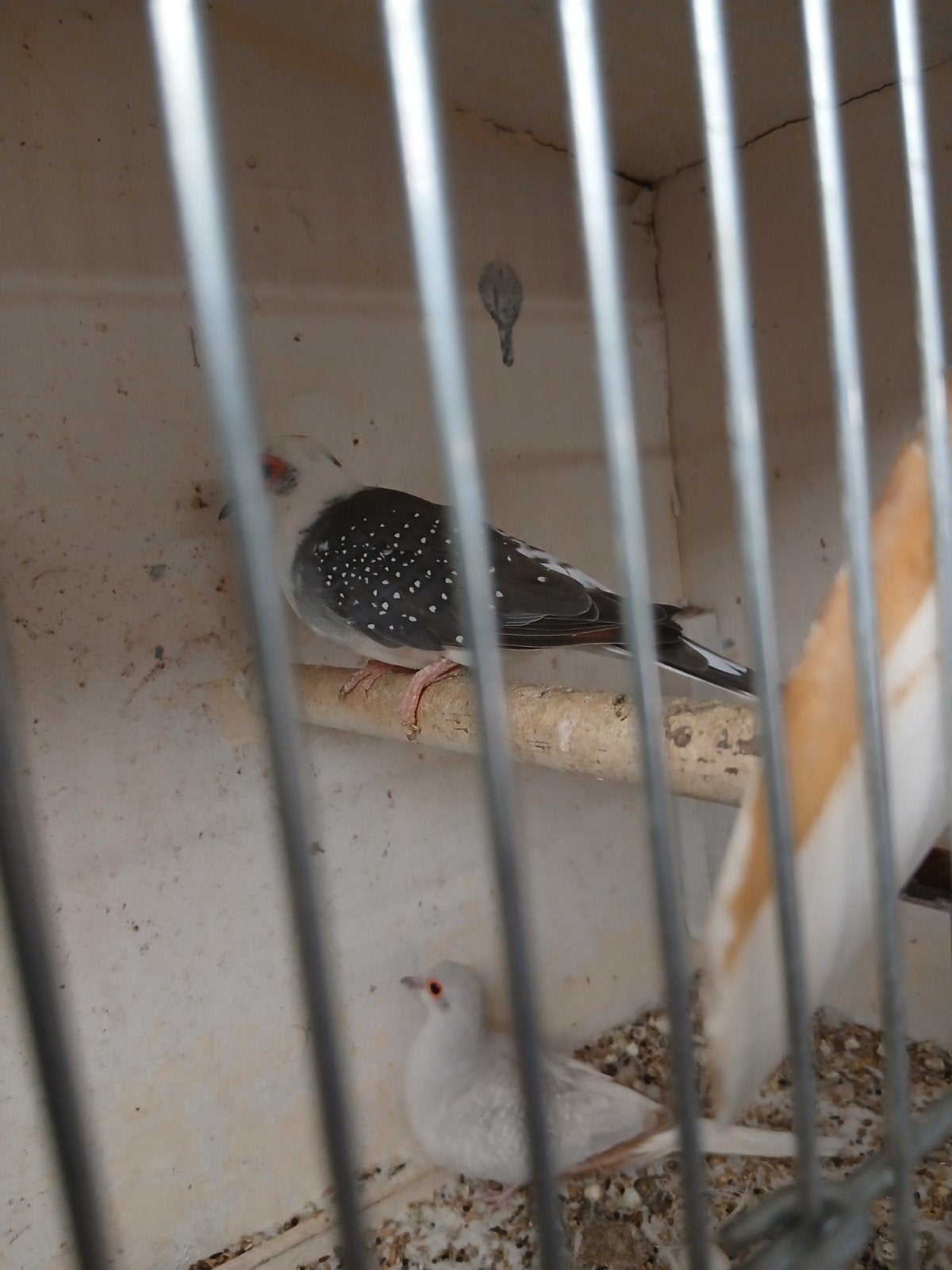 diamandduiven bonte en gewone, Dieren en Toebehoren, Meerdere dieren, Kleurkanarie
