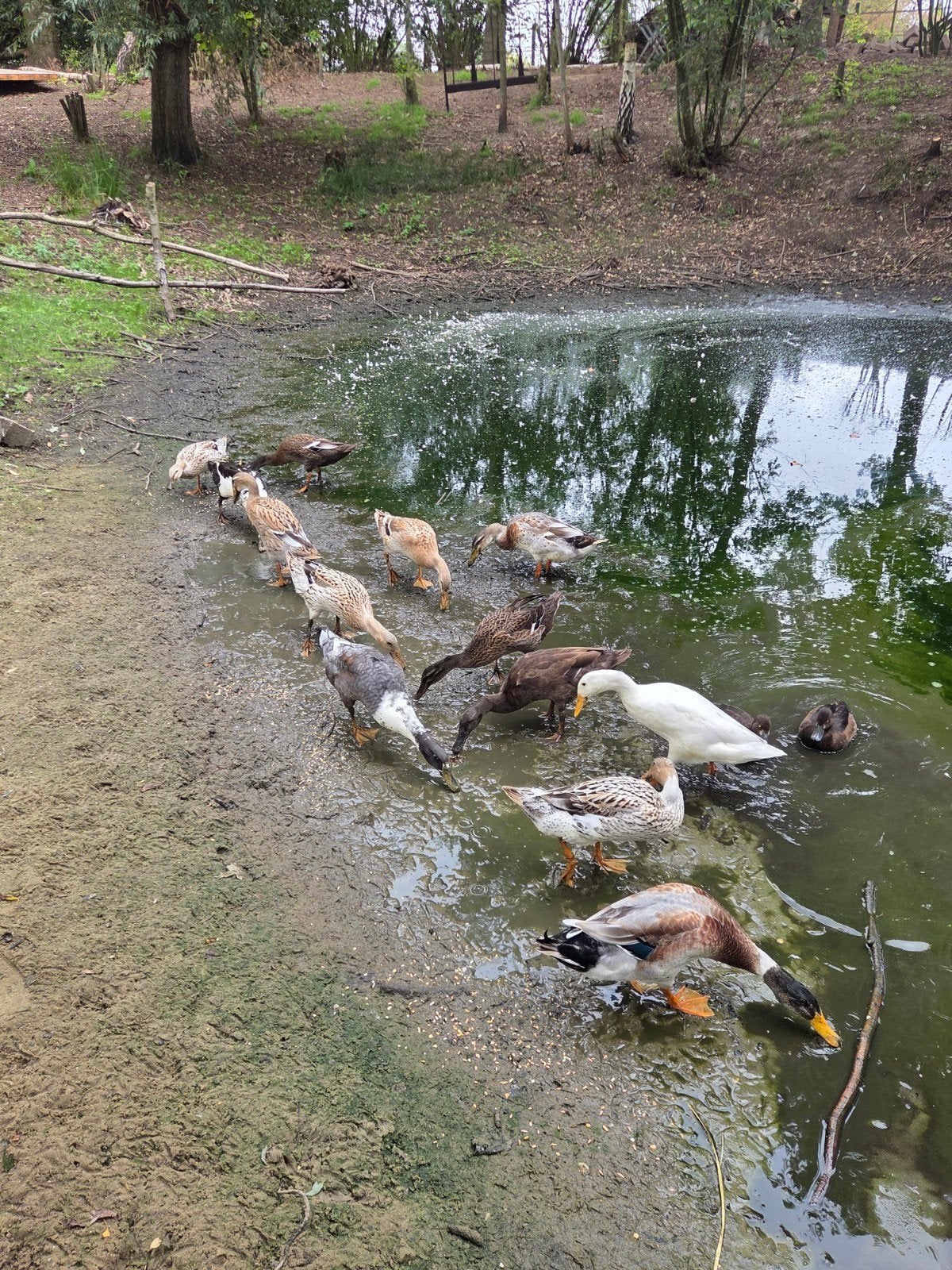 te koop loopeenden, Meerdere dieren, Eend