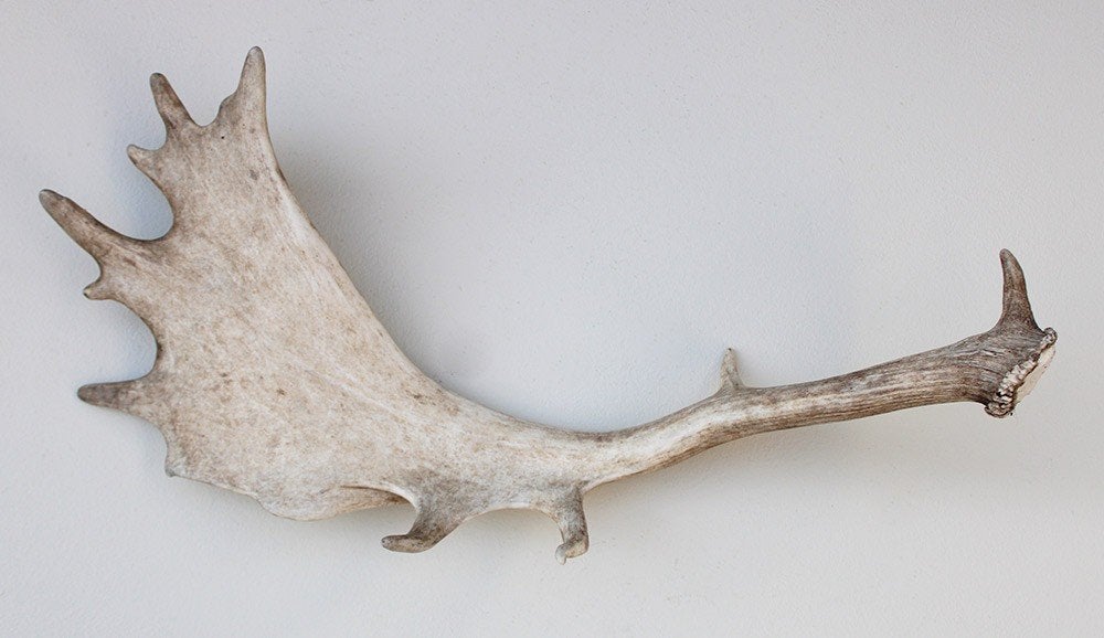 Grote DAMHERT GEWEI AFWERP STANG - 68 cm - ref. bru7, Verzamelen, Ophalen of Verzenden, Gebruikt, Hert, Gewei of Kop